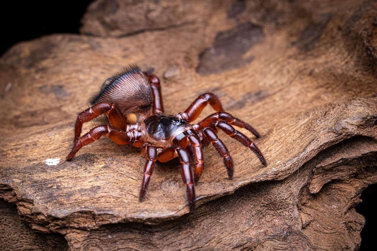 Thai Hourglass Trapdoor Spider (Cyclocosmia). Selective focus.