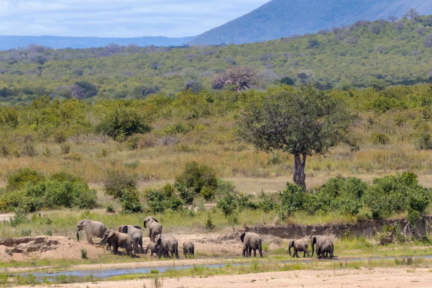A herd of Elephant wanders in the valley of the Great Ruaha River. Draining the Southern Highlands and joining the Rufiji River the National Park is one of Tanzania's largest