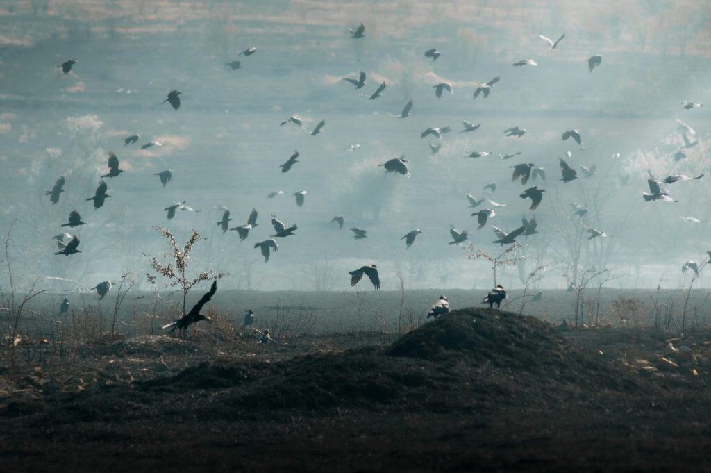 black crows fly in the smoke over a field burned by shelling in the Kherson region, war in Ukraine, July 2025