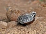 New World quail