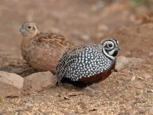 Montezuma quail pair foraging on feeding grounds