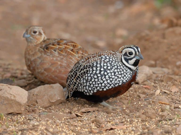 Quail