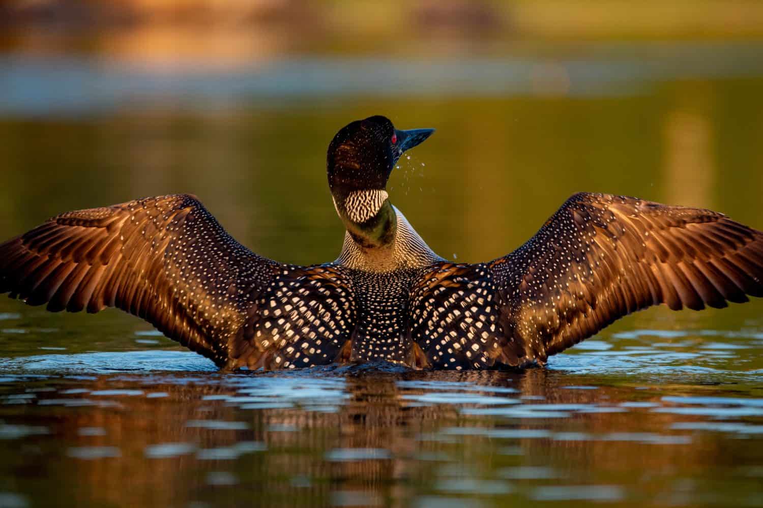 Common Loon on Lake Winnipesaukee New Hampshire