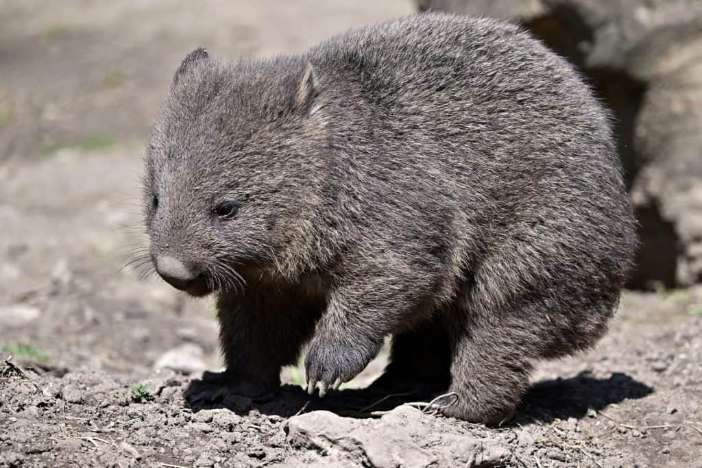 Tasmanian Wombat (Vombatus ursinus tasmaniensis) in its natural environment