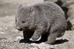 Wombat
