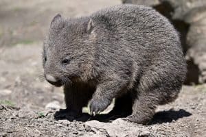 Tasmanian Wombat (Vombatus ursinus tasmaniensis) in its natural environment