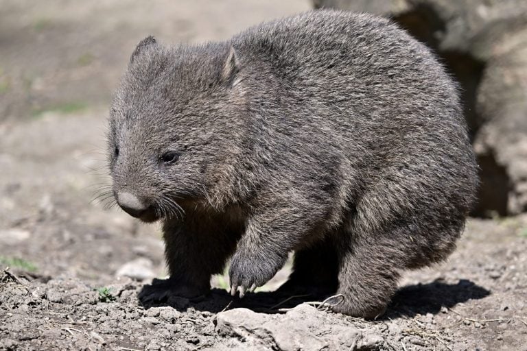 Wombat