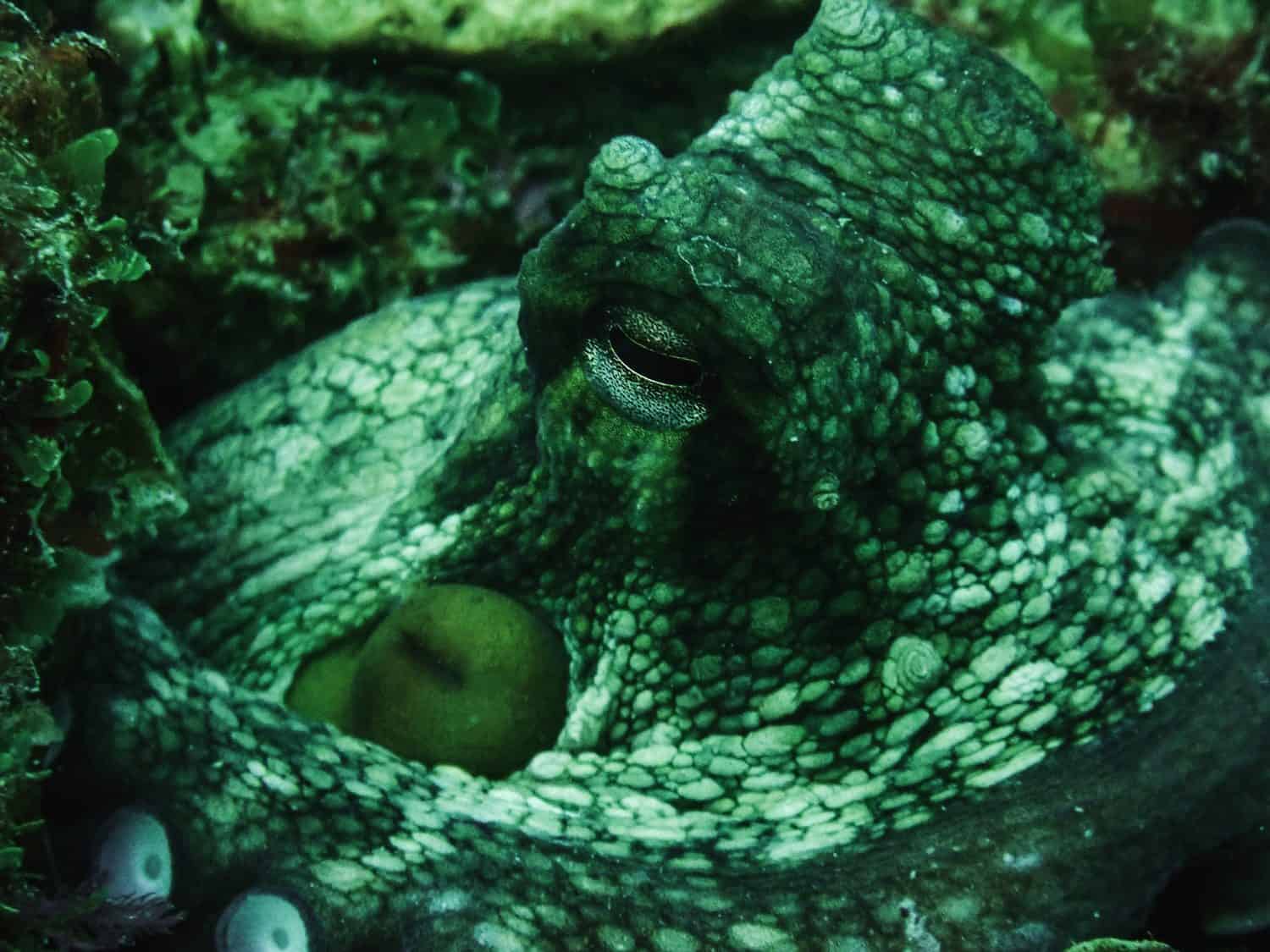 Octopus They’re considered one of the most intelligent invertebrates—capable of problem-solving, using tools, and even escaping enclosures