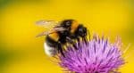 Buff-tailed bumblebee
