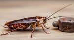 Cockroaches