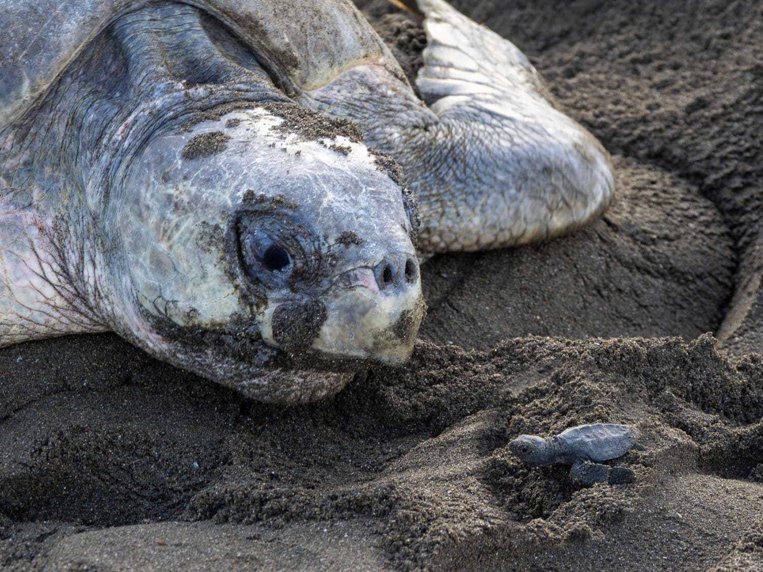 Rare sight of an adult Olive Ridley sea turtle (Lepidochelys olivacea) laying eggs on a Costa Rican beach alongside a freshly hatched baby turtle making its way to the ocean