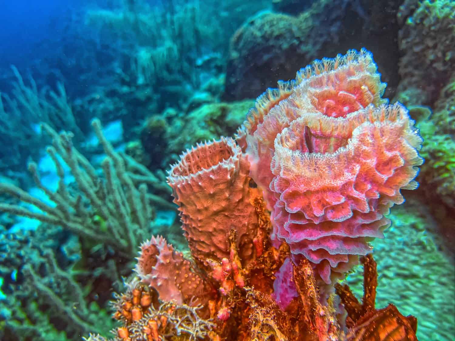 Callyspongia plicifera, the azure vase sponge, is a species of sea sponge belonging to the family Callyspongiidae