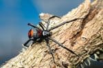 Black widow
