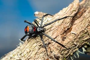 black widow spider in the wild