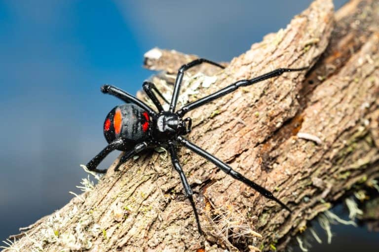 Black Widow Spider