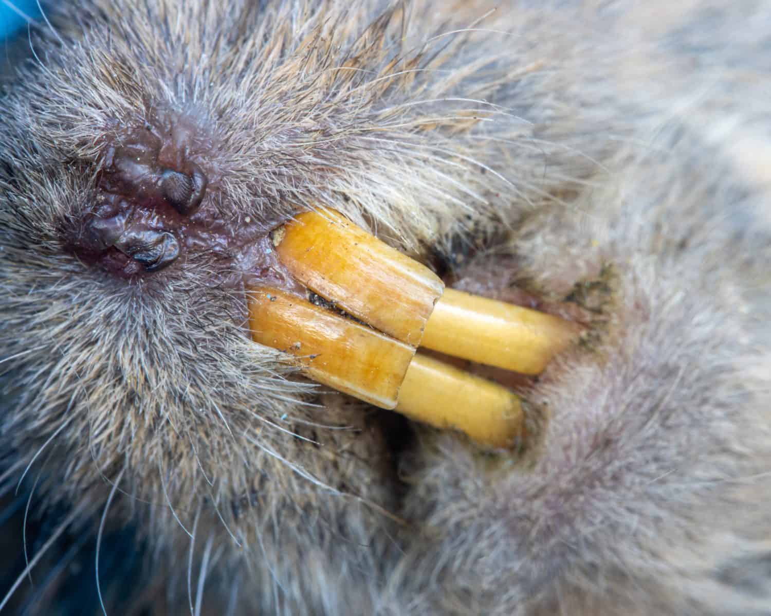A rodent teeth - field vole, close up view.