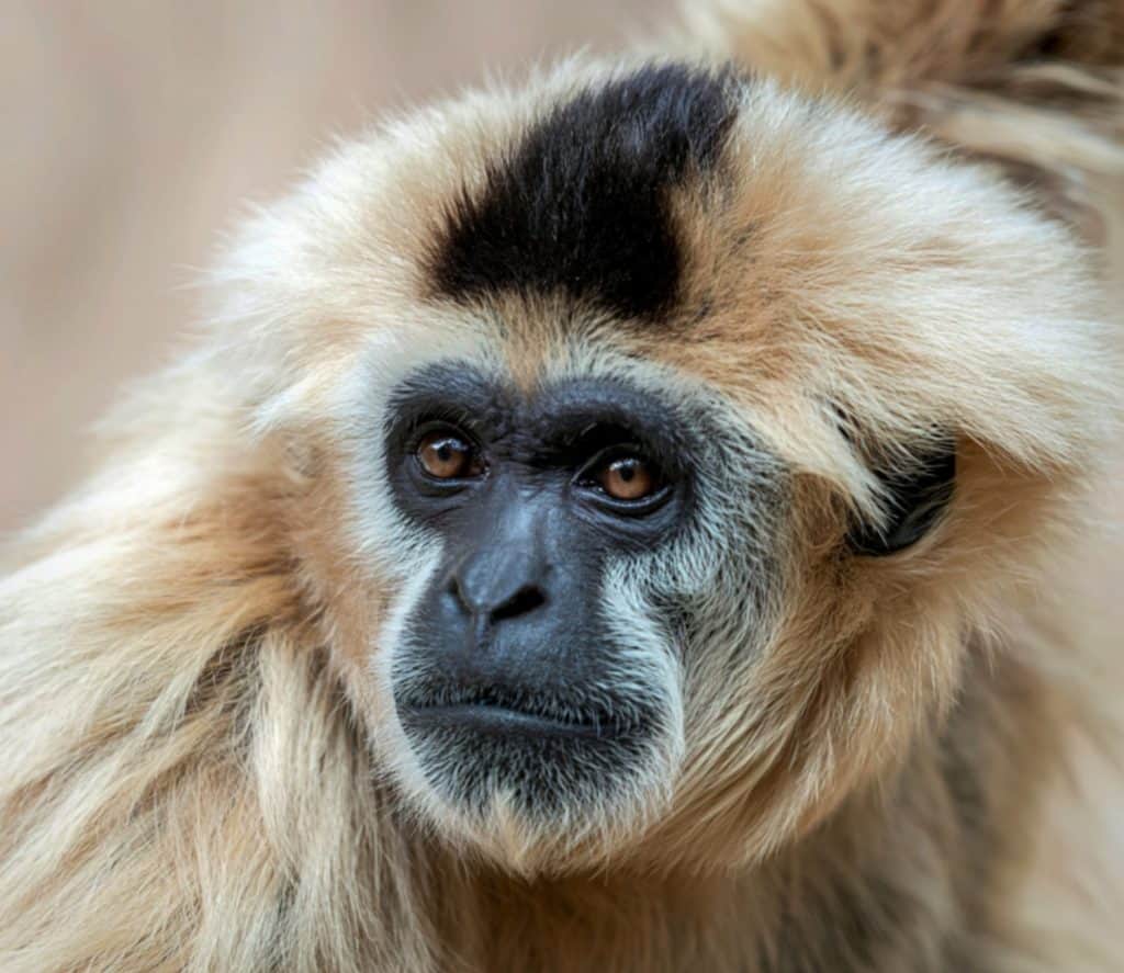 A detailed close-up of a white-cheeked gibbon's face, showcasing its expressive eyes and distinctive fur markings.