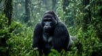 Mountain gorilla