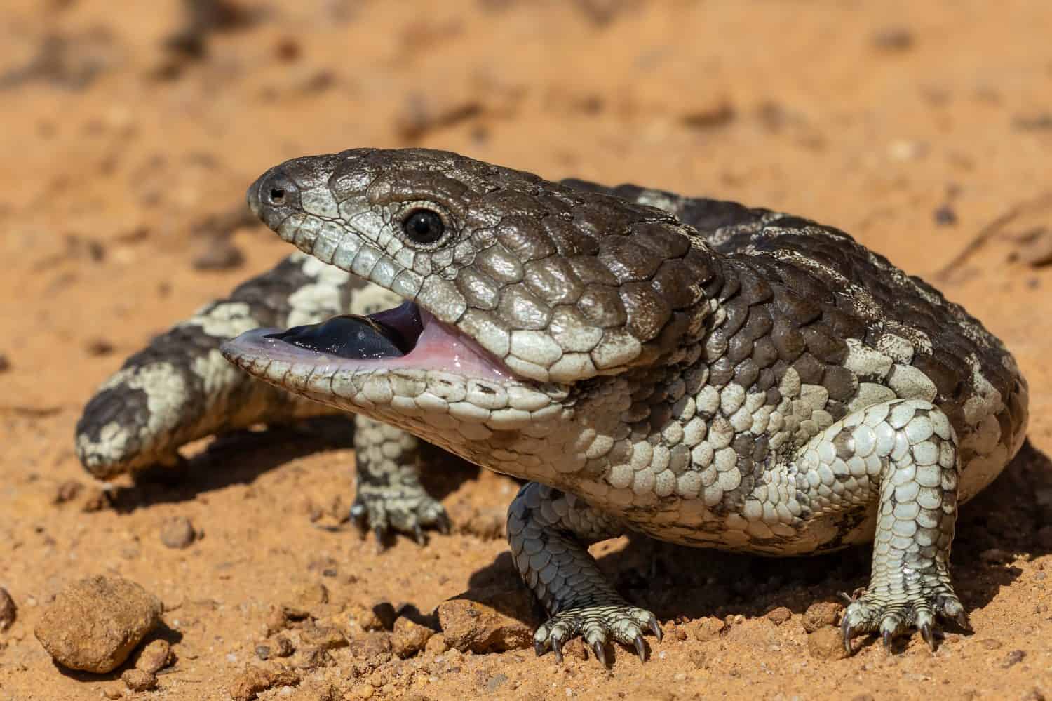 Australian Shingleback Lizard with mouth open