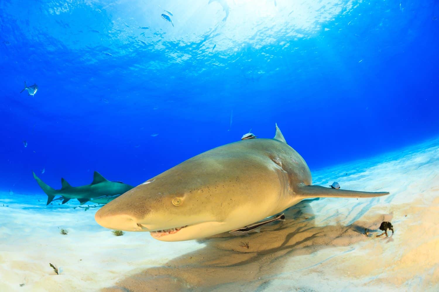 Lemon shark close up with sunbeam in background at Tiger beach, Bahamas