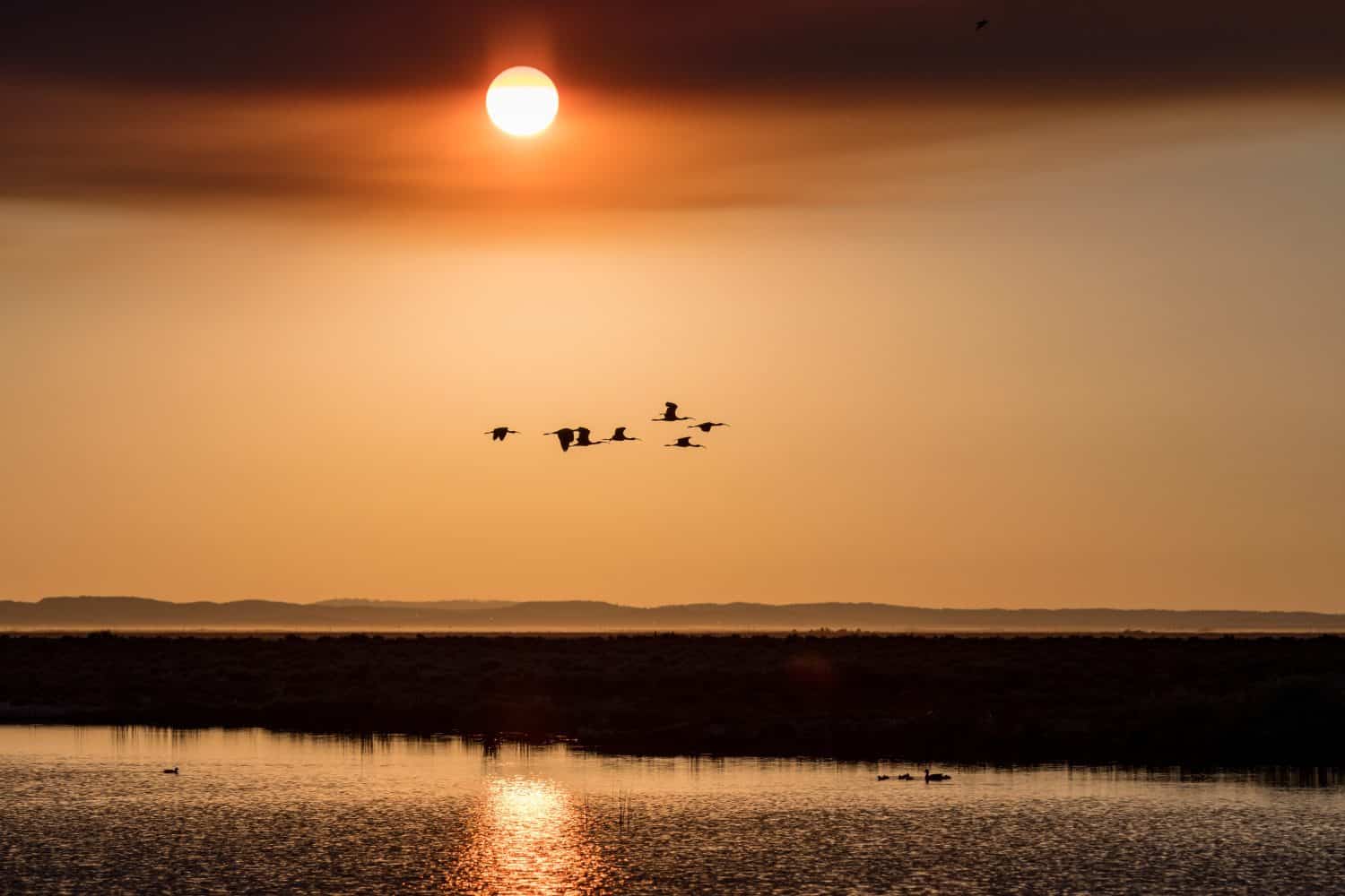 Flock of long billed birds against dramatic sunset with orange sun emerging from clouds of smoke during wildfire season