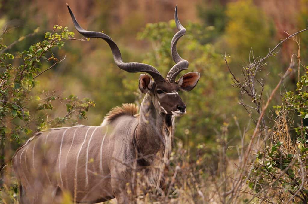Greater Kudu Antelope in Natural Habitat, South Africa Savannah Wildlife