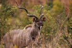 Greater kudu