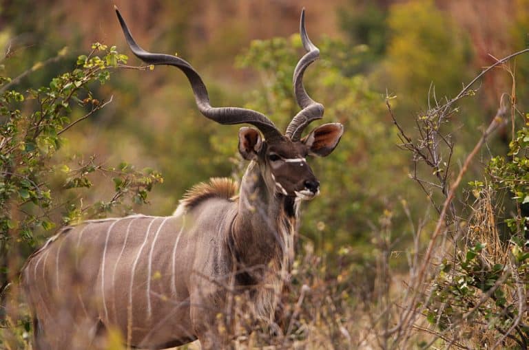 Greater Kudu Antelope in Natural Habitat, South Africa Savannah Wildlife