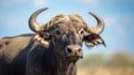 African buffalo