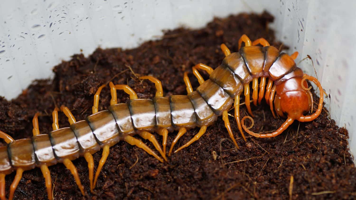 Scolopendra dehaani Cherry red is a kind of centipedes from Asia. There is a juvenile in the photo.