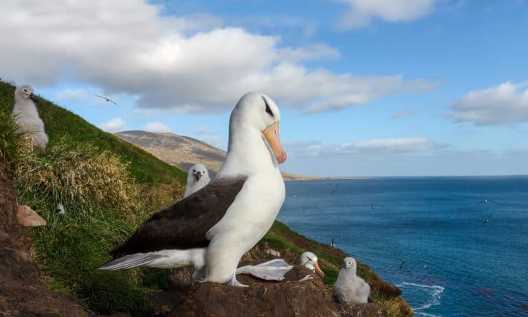 Close-up of a Black-browed albatross sitting on a mud pillar nest in Falkland Islands