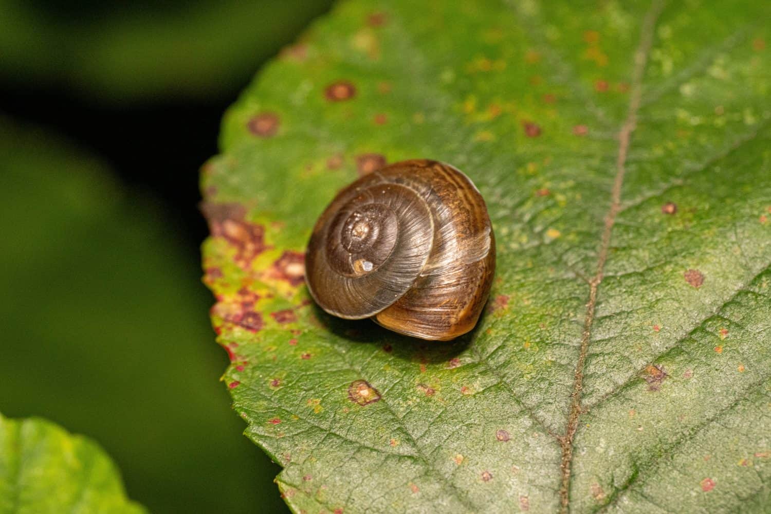 Banded snail (Hygromia cinctella) on a green leaf, detailed macro of a small terrestrial snail showing its spiral shell, Saint-Genis-Laval, France.