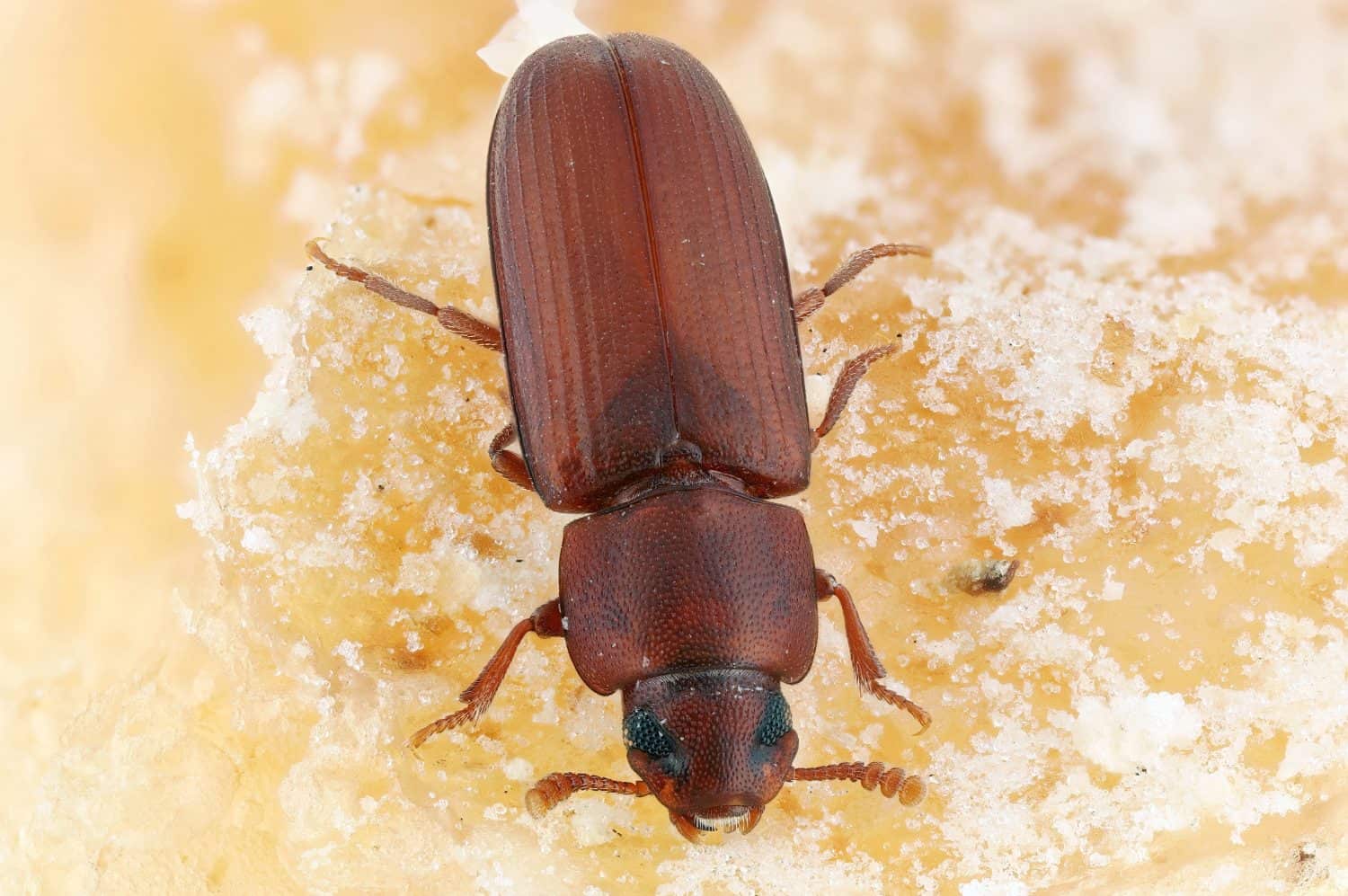 Red flour beetle (Tribolium castaneum) in family Tenebrionidae, darkling beetles. worldwide pest of stored products, particularly food grains, and a model organism for research.