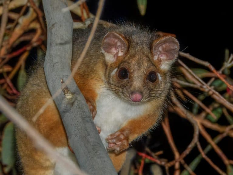 Possum
