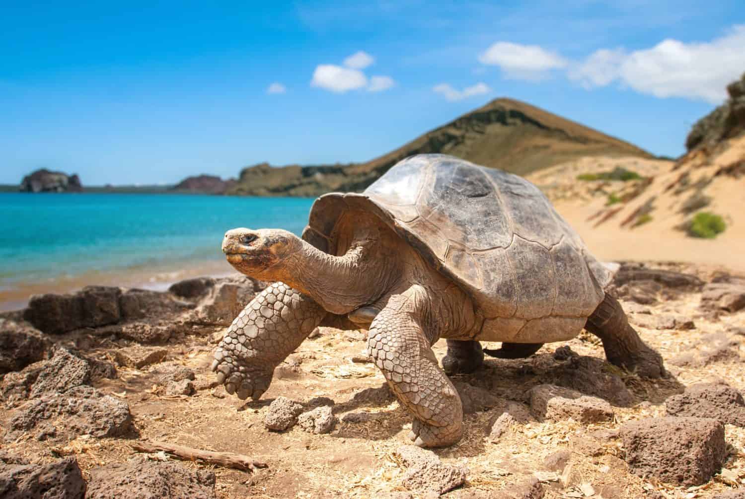 Travel in Ecuador highlights a Galápagos giant tortoise walking along a rocky shore, showcasing wildlife exploration and unique island nature during an adventurous journey.