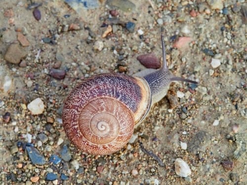 Eobania vermiculata, the Chocolate-band Snail