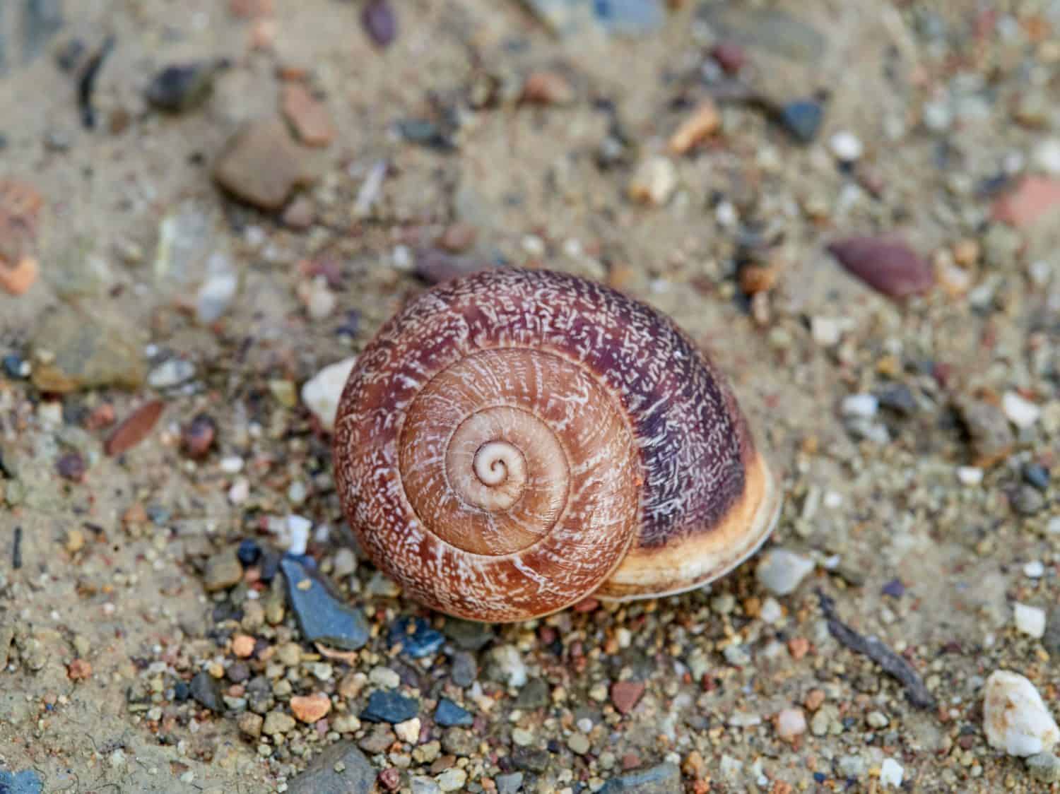 Eobania vermiculata, the Chocolate-band Snail