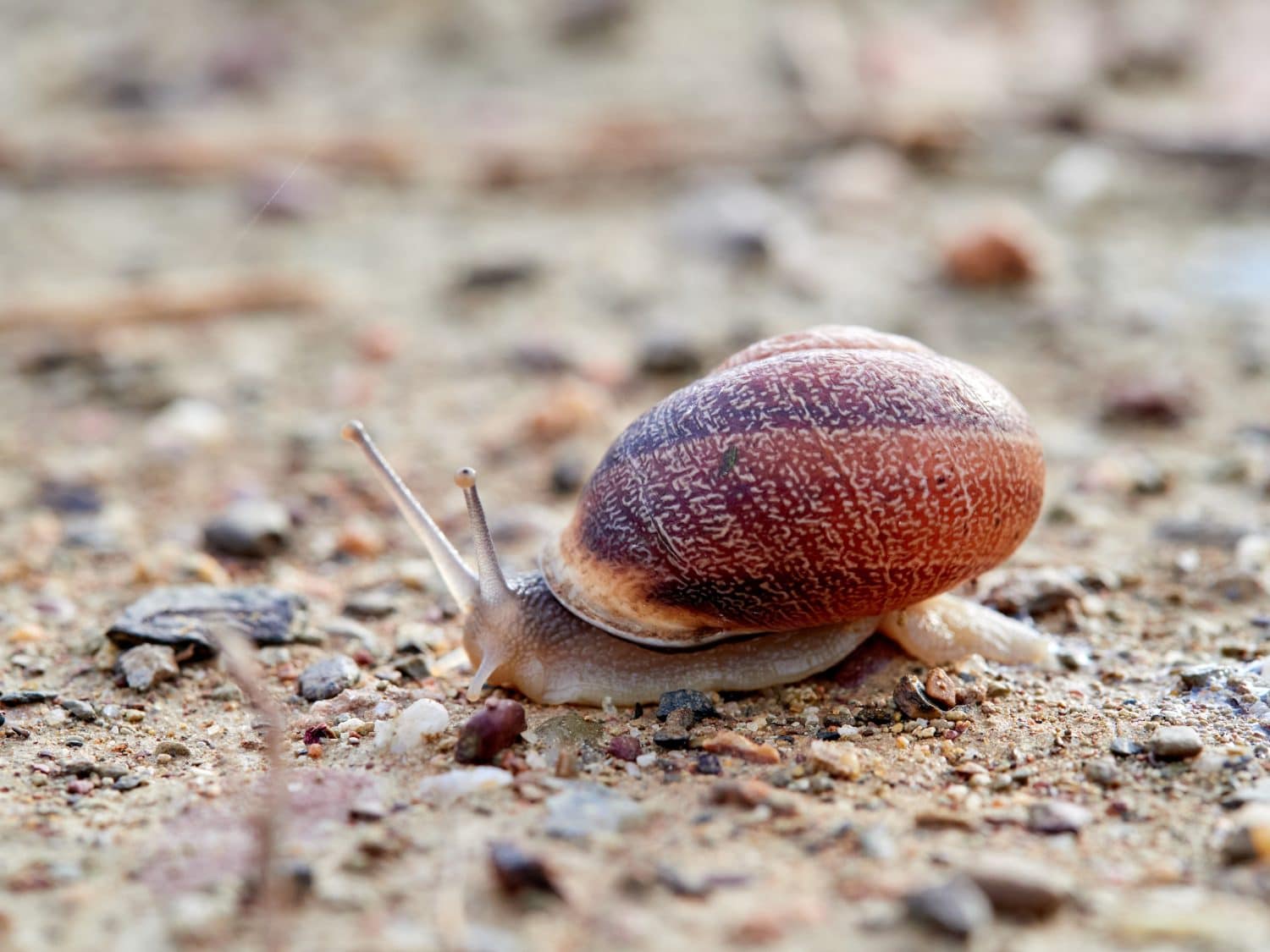 Eobania vermiculata, the Chocolate-band Snail