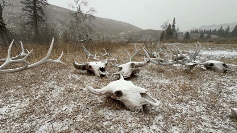 Elk skulls and antlers in Yellowstone National Park in Wyoming