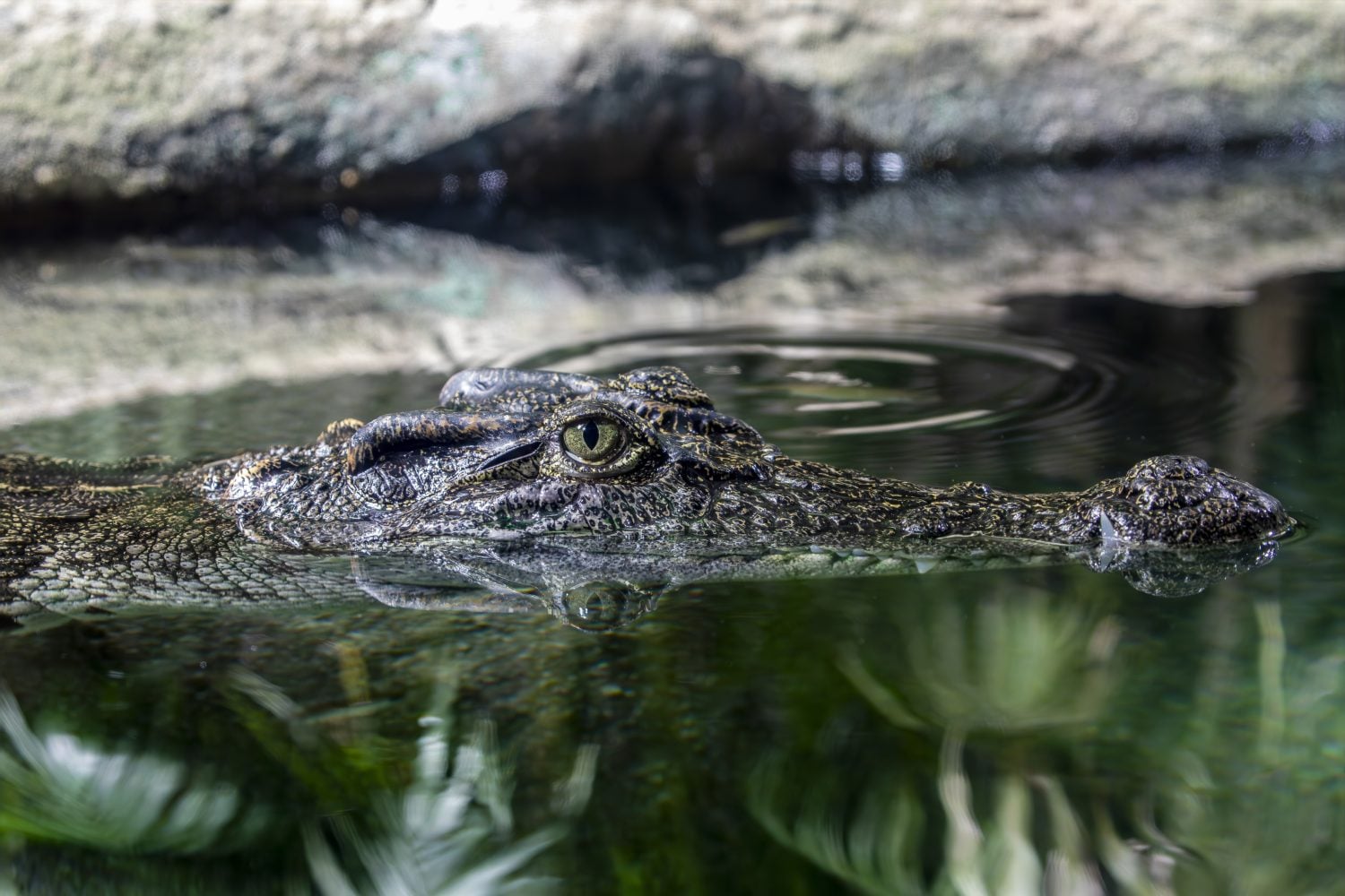 The head of Siamese crocodile (Crocodylus siamensis) is a medium-sized freshwater crocodile.  The species is critically endangered and already extirpated from many regions. 
