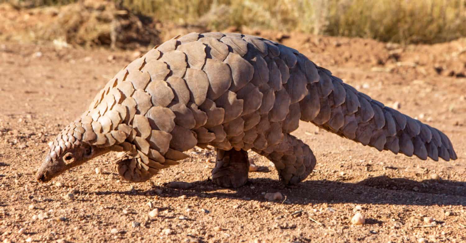 Lonely Pangolin Crossing Open African Bushland Terrain