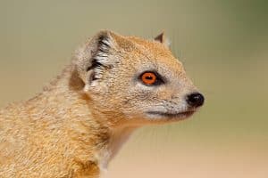 Portrait of a yellow mongoose (Cynictus penicillata), Kalahari desert, South Africa