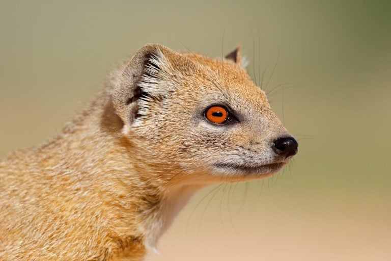 Mongoose