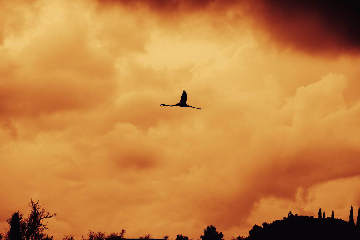 Solitary flamingo flying under intense orange sky filled with heat and smoke. Conceptual image symbolizing climate change, wildfires and environmental emergency