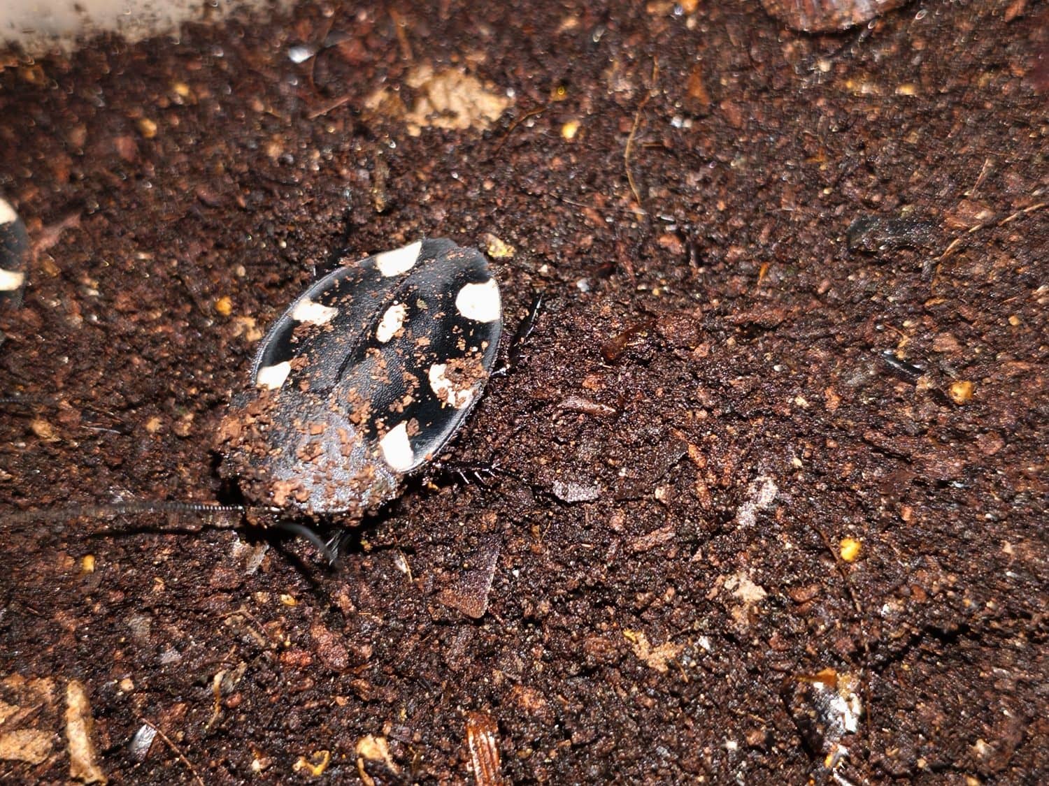 Domino Cockroach
​Native to Southern India, Therea petiveriana is a stunning insect found in scrub forests. It is widely admired for an elegant appearance that differs greatly from typical household pests.

​Key Features:

​Visuals: This species displays a matte black body adorned with seven bold white spots. Such high-contrast patterns mimic aggressive ground beetles to scare away hungry predators.

​Activity: Unlike most nocturnal relatives, Domino roaches are diurnal. You can observe these beautiful creatures exploring leaf litter during daylight hours.

​Growth: Development is notably slow, often taking one full year to reach maturity. Nymphs look brown and spend their time burrowed deep within soil.

​Dimensions: Adults stay relatively small, measuring approximately 25&ndash;30 mm in length.

​Mobility: These insects are unable to climb smooth glass or plastic surfaces. Since they do not fly or scurry rapidly, they make excellent display pets for hobbyists.
