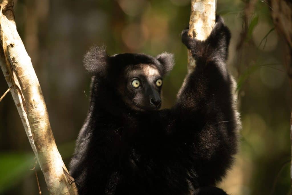 Lemur Indri indri, babakoto largest lemur from Madagascar