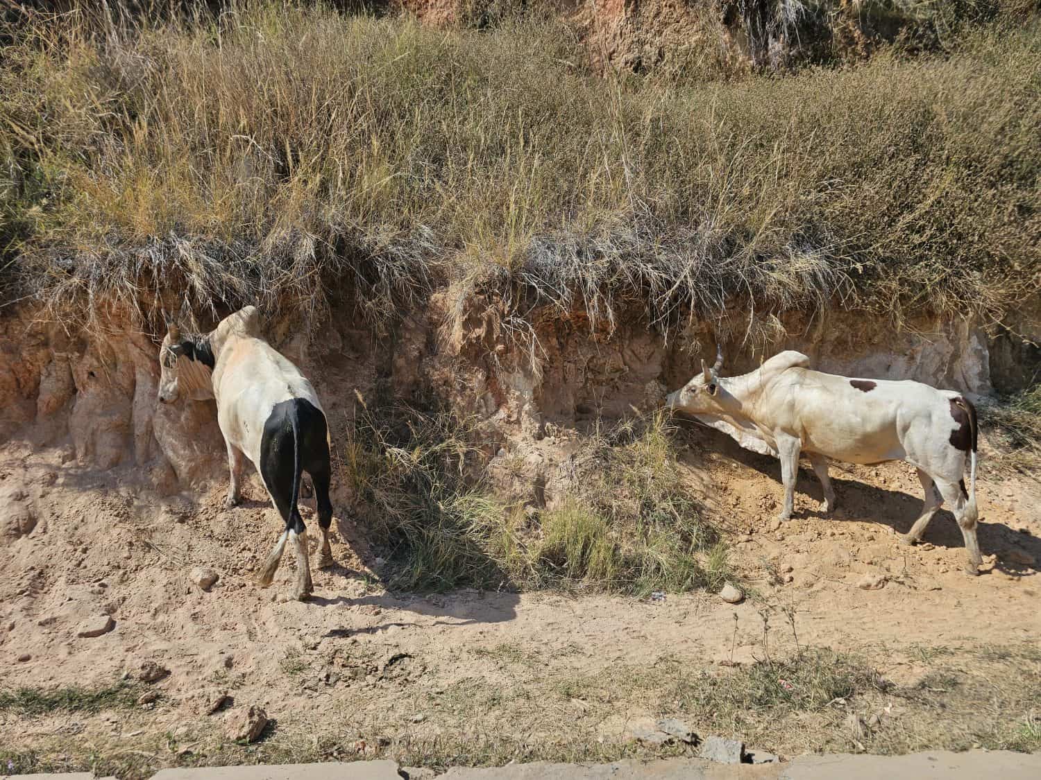 zebu cattle eating grass at a river shore in Madagascar, Africa