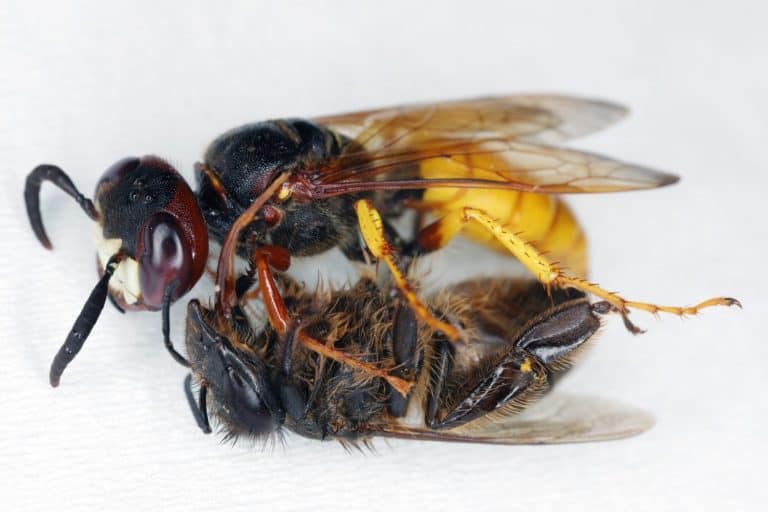 European beewolf, Philanthus triangulum, also known as the bee-killer wasp or the bee-eating. A wasp with a hunted bee.