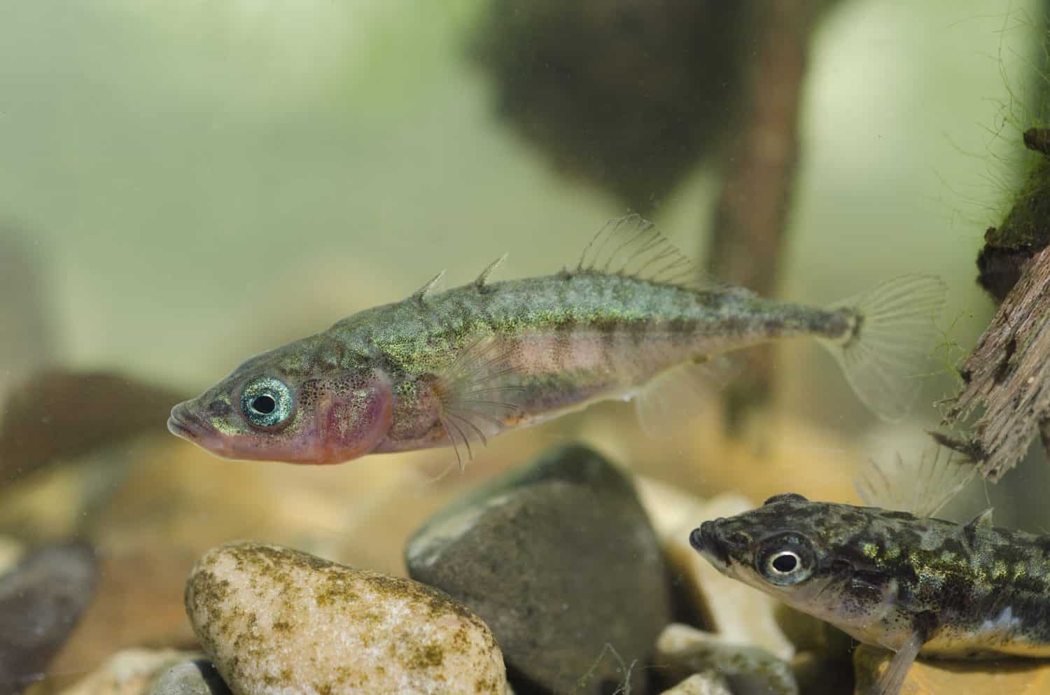 pair of 3 spined sticklebacks
