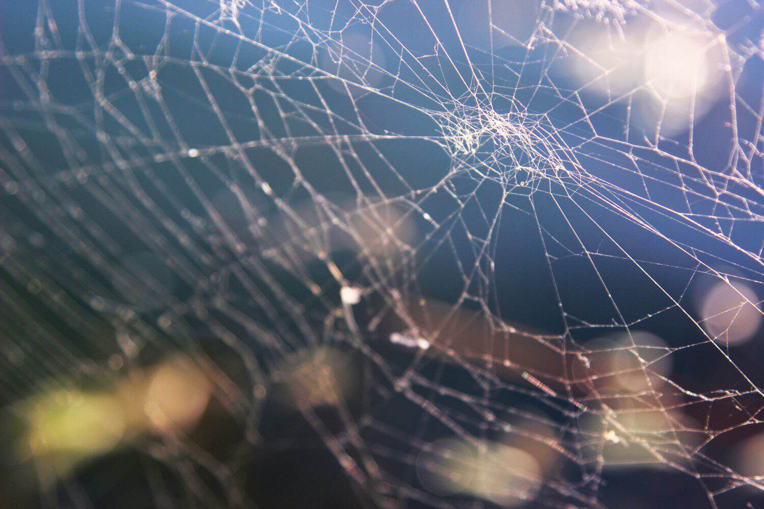 A close up of a large orb spider web glowing in the sunlight